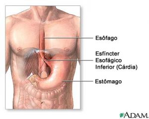 Anatomia Acalasia